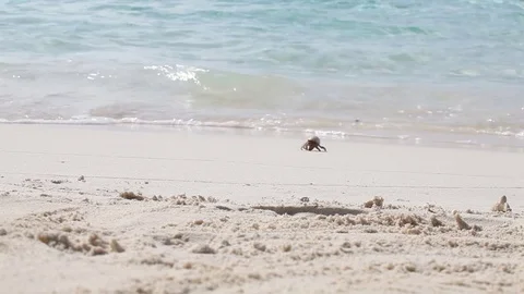 A crab is running over the beach Stock Footage 82065143