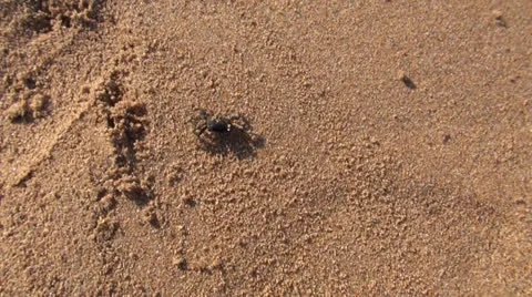 Crab on sand beach Stock Footage 22983083