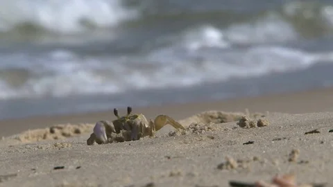 Crab On A Sand Beach Vídeos de archivo 78096488