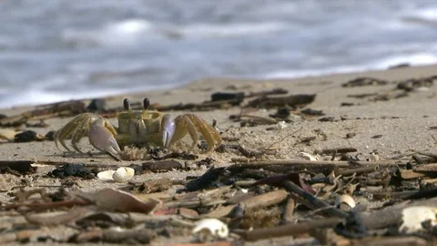 Crab On A Sand Beach Vídeos de archivo 78098094