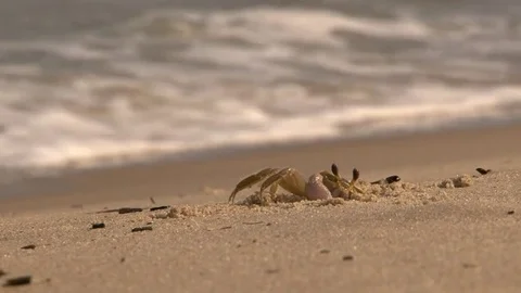 Crab On A Sand Beach Vidéo 78098121