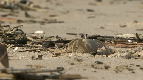 Crab On A Sand Beach Stock Footage 78098287