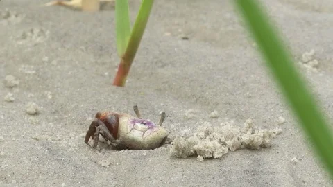 Crab on the sand at the beach Stock Footage 99079476