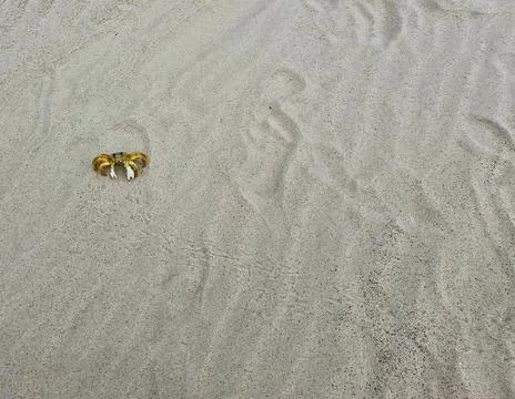 Crab on the Sand Beach Fotos de archivo