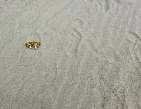 Crab on the Sand Beach Stock Photos