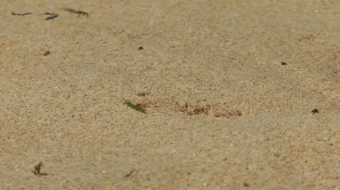 Crab on the Sand Close-Up 스톡 동영상 61752651