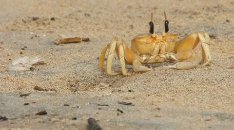 Crab at sand Stockbeeldmateriaal 1077666