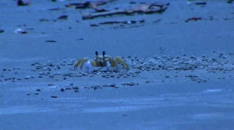 Crab on the sand 스톡 동영상 40869927