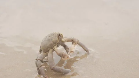 Crab In Sand Video stock 54805781