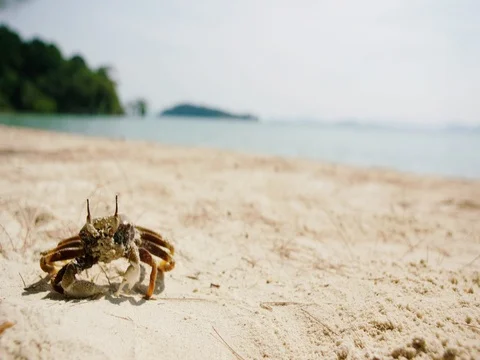 Crab on the sand Stock Footage 81106512