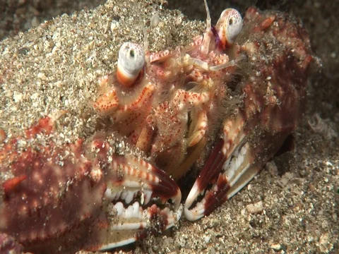 Crab in sand Video stock 98702978
