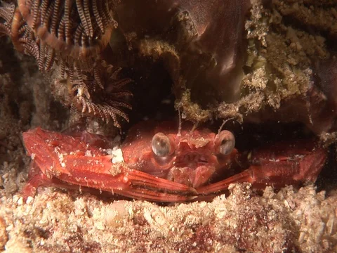 Crab in sand Stock Footage 98703264