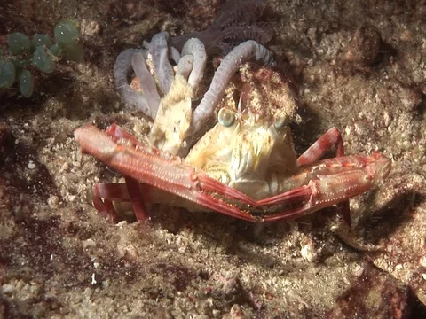 Crab in sand Stock Footage 98703385