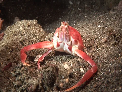 Crab in sand Stock Footage 98703520