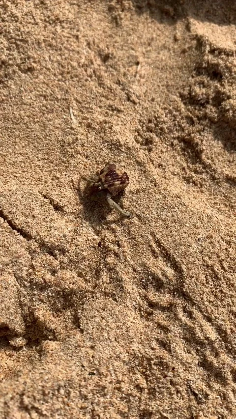 Crab on the sand Vídeos de archivo 135400273