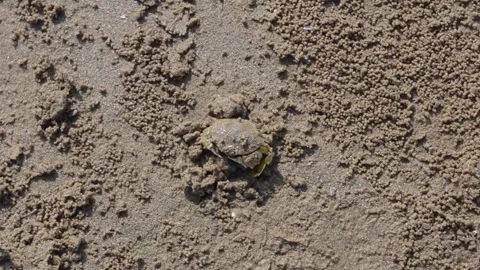 Crab in the sand Stock Footage 153327131