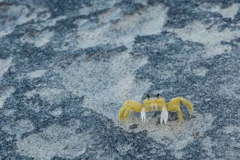 Crab on the sand Stock Photos