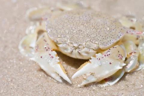 Crab  on the sand Stock Photos