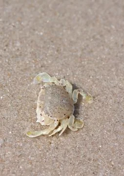 Crab  on the sand Stock Photos