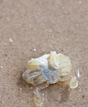 Crab  on the sand Stock Photos
