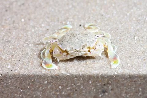 Crab  on the sand Stock Photos