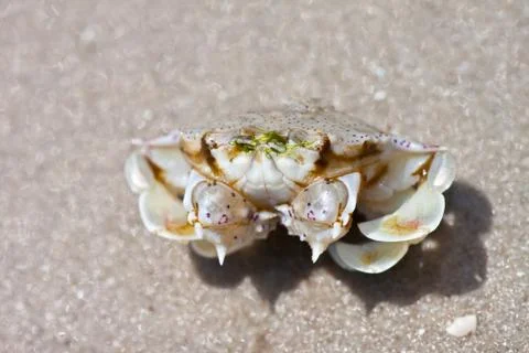 Crab  on the sand Stock Photos