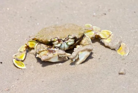Crab  on the sand Stock Photos