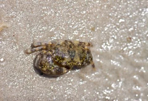 Crab  on the sand Stock Photos