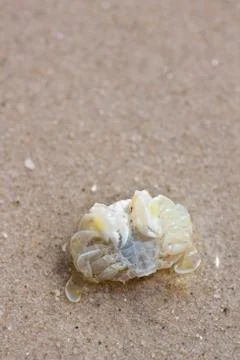 Crab  on the sand Stock Photos