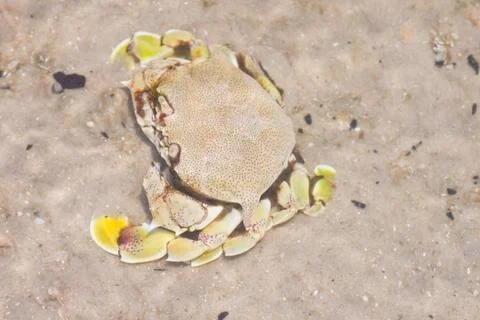 Crab  on the sand Stock Photos