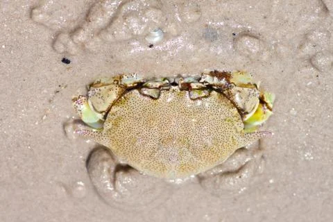 Crab  on the sand Stock Photos