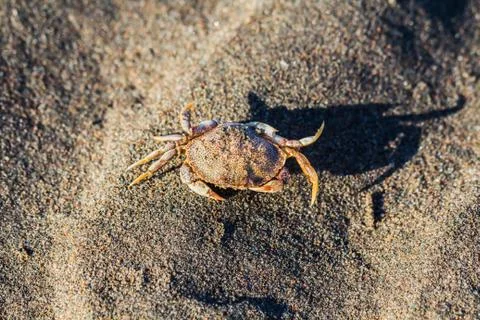 Crab on sand Stock Photos