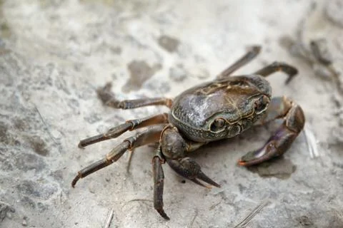 Crab on sand 写真素材