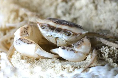 Crab in the sand Stock Photos