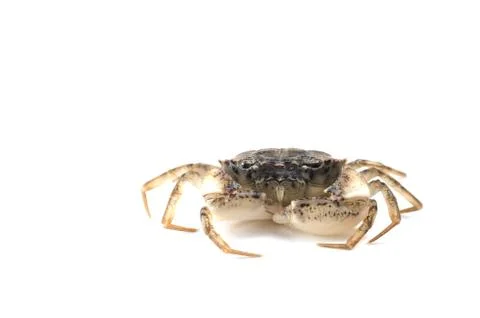 Crab in the sand Stock Photos