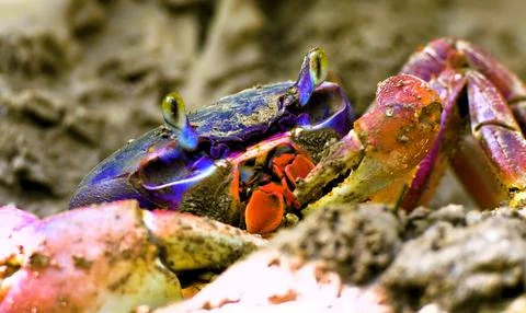 Crab in the sand Foto stock