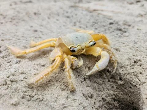 Crab on the Sand Stock Photos