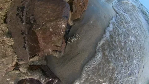 Crab on sand running and get water splashes from beach water. The alive sea.. Stock Footage 269486560