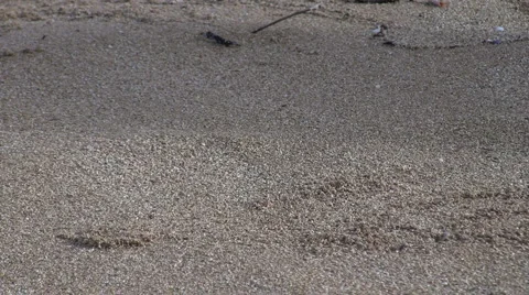 Crab Sand Toss Stock Footage 6530102
