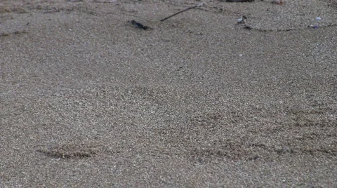 Crab Sand Toss Stock Footage 6530273