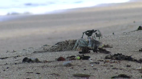 Crab Sand Toss Stock Footage 6530757