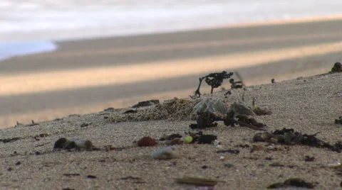 Crab Sand Toss Stock Footage 6530802