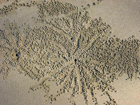 Crab sand work Foto stock