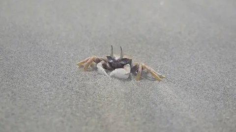 Crab on sandy beach 動画素材 90749730