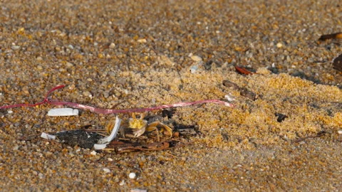Crab on the sandy beach Stock Footage 231908727