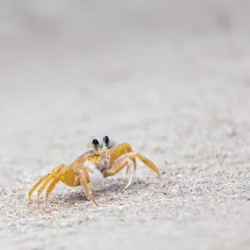 Crab on a sandy beach Stock Photos