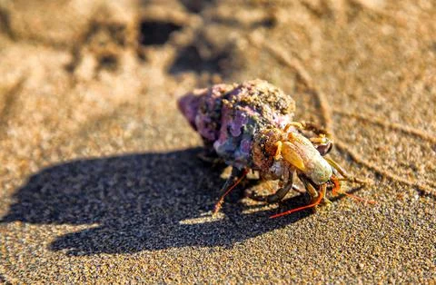 Crab on the sandy beach Stock Photos