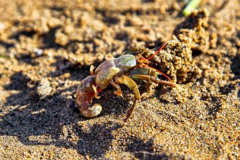 Crab on the sandy beach Foto stock
