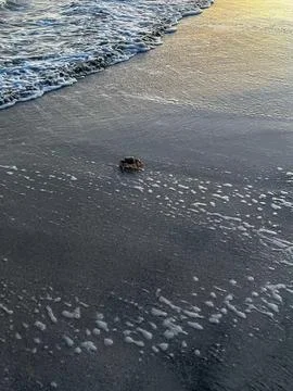 Crab on the sandy beach at sunset Foto stock