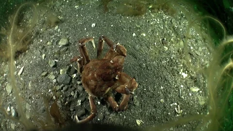 Crab on sandy bottom in Barents Sea. Stock Footage 232769958